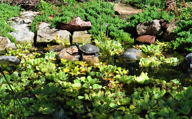 Image of lush greens, tropical plants, and a turtle at the Koi pond at Tortuga Falls.