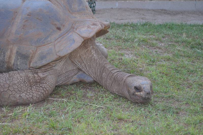 Image of a giant tortoise laying on grass at Reptile Gardens.