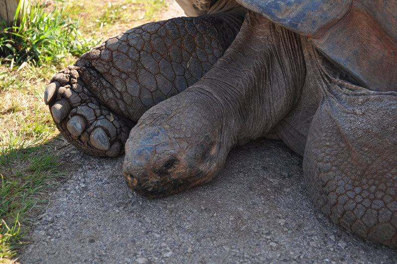 Image of a tortoise resting in the shade.