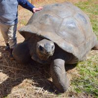 Samson the Giant Aldabra Tortoise