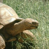 Methuselah, the Giant Galapagos Tortoise