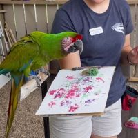 parrot painting
