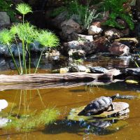 Turtle Pond at Tortuga Falls