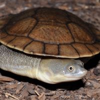 Snake-neck Turtle