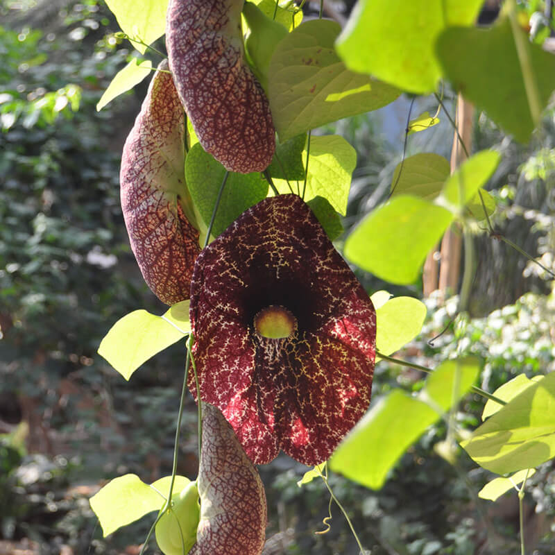 Image of a Dutchman's Pipe.